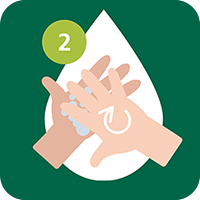 Eine Illustration, die Schritt 2 des Händewaschens zeigt: Ein kreisförmiger Pfeil verdeutlicht das Reiben der Handflächen aneinander, dargestellt in einem Wassertropfen mit einer grünen Nummer Zwei auf dunkelgrünem Hintergrund.